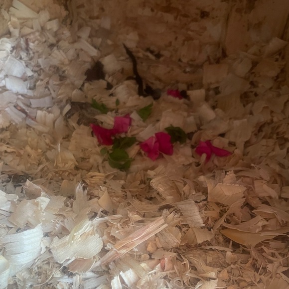 Chicken Coop Nesting Box Bedding potpourri - Picture 4 of 5